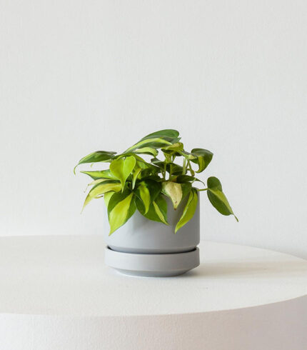 Philodendron Brasil - Image 3