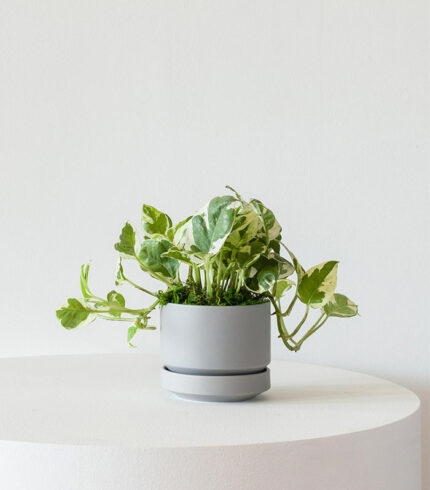 N’joy Pothos - Image 3
